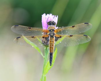 Close-up of damselfly on flower