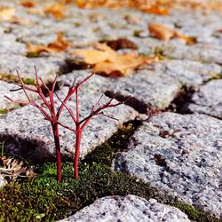 Close-up of plant on rock