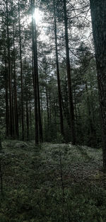 Trees in forest