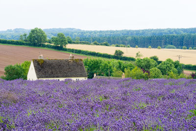 View of purple flowering plants on field