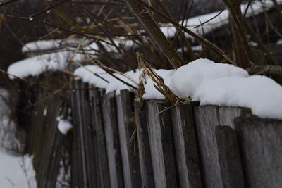 Close-up of snow covered branch