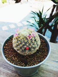 High angle view of succulent plant on table