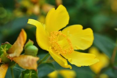 Close-up of yellow flowering plant