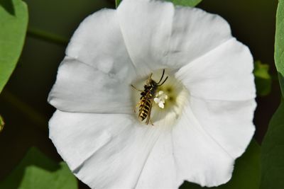 Close-up of insect on white flower