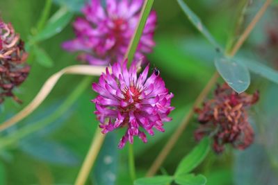 Close-up of pink flowers