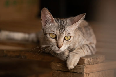 Close-up portrait of cat sitting on wood