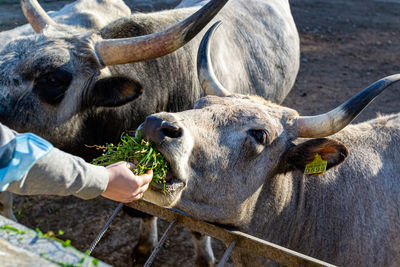 Beautiful cow eating grass in the zoo close up portrait