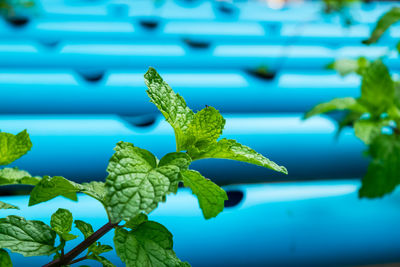 Close-up of green leaves on plant