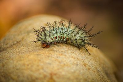 Close-up of caterpillar on rock