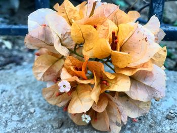 Close-up of wilted plant during autumn