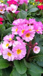 Close-up of pink flowering plants