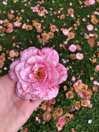 Cropped image of hand holding pink flowering plant