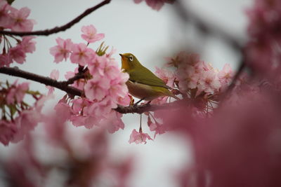 Close-up of pink cherry blossoms in spring