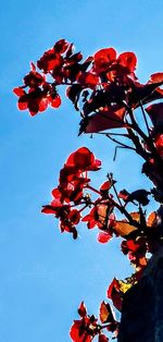 Low angle view of red flowering plant against sky