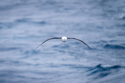 Black-browed albatross approaches camera with curved wings