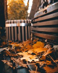 Close-up of autumn leaves