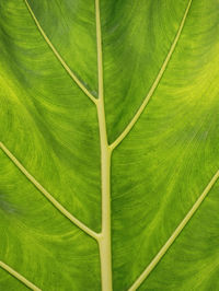 Full frame shot of green leaf