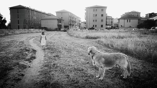 Dog in city against clear sky