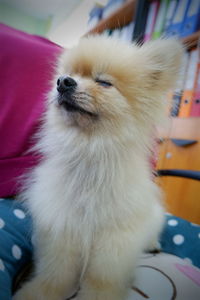 Close-up of white dog at home
