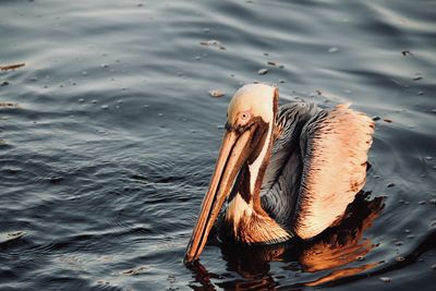 High angle view of pelicans swimming in lake