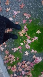 Reflection of maple leaf in water