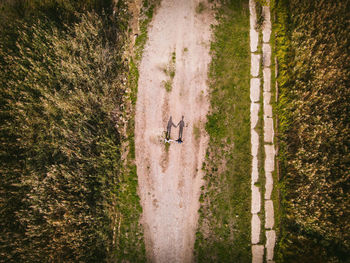 High angle view of sheep on field