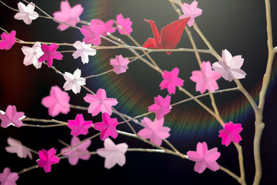 Close-up of pink flowers