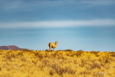 Vicuña standing on field against sky