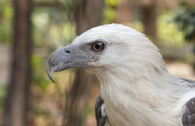 Close-up of a bird