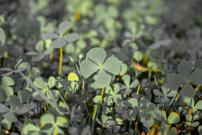 Close-up of green leaves on plant