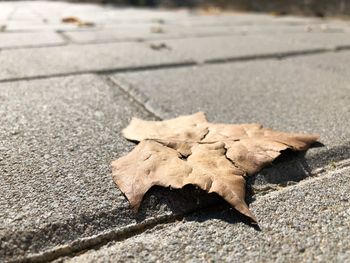 High angle view of dry leaf on street