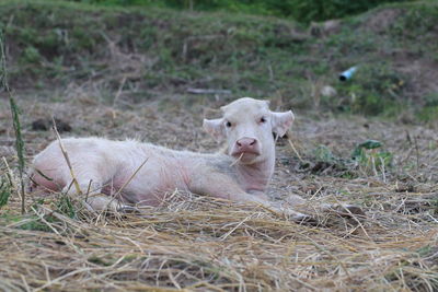 Portrait of sheep lying on grass