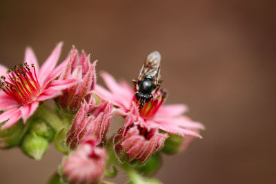 Close-up of bee pollinating on pink flower