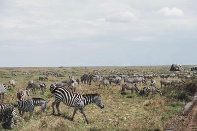Flock of zebras on grass against sky