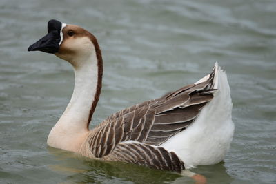 Close-up of duck swimming in lake