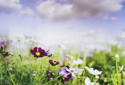 Close-up of purple flowering plants on field