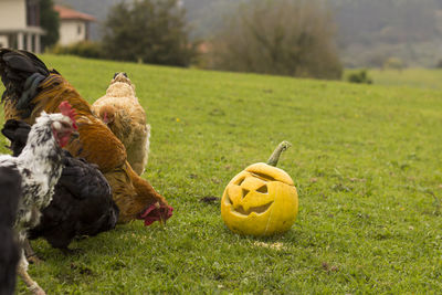 Hallowen pumpkin in the pasture with farm animals