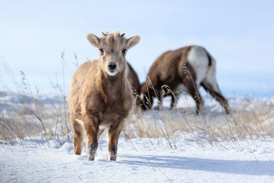 A bighorn sheep lamb stands in snow after a winter storm in badlands national park, south dakota.