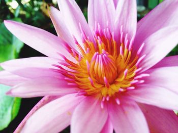 Close-up of pink flower