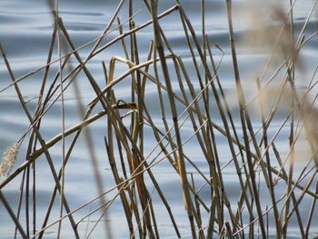 Tegeler see