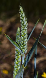 A close-up of green wheat 