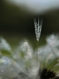 Close-up of snow on plant