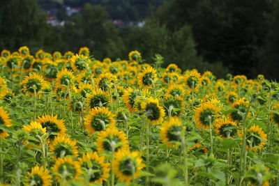 Close-up of yellow flowering plants on field