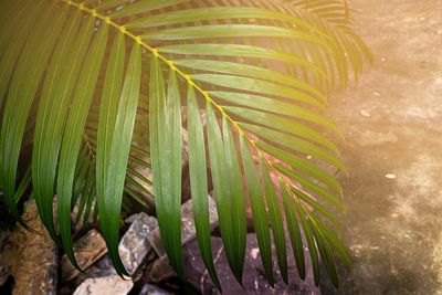 Close-up of palm leaves