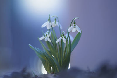 Close-up of white flowering plant