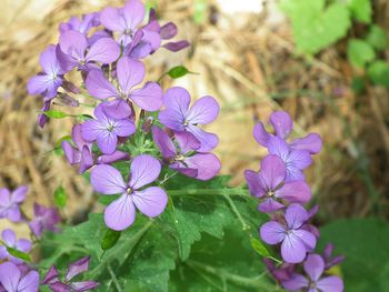 Close-up of purple flowers