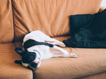 Dog sleeping on bed