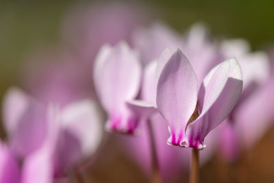 Close up of ivy leaved cyclamen  flowers in bloom