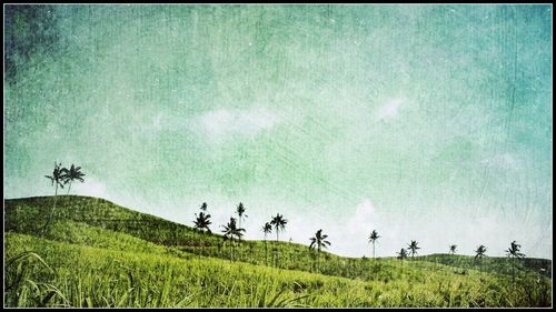 Scenic view of grassy field against sky