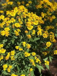 Yellow flowers blooming in field